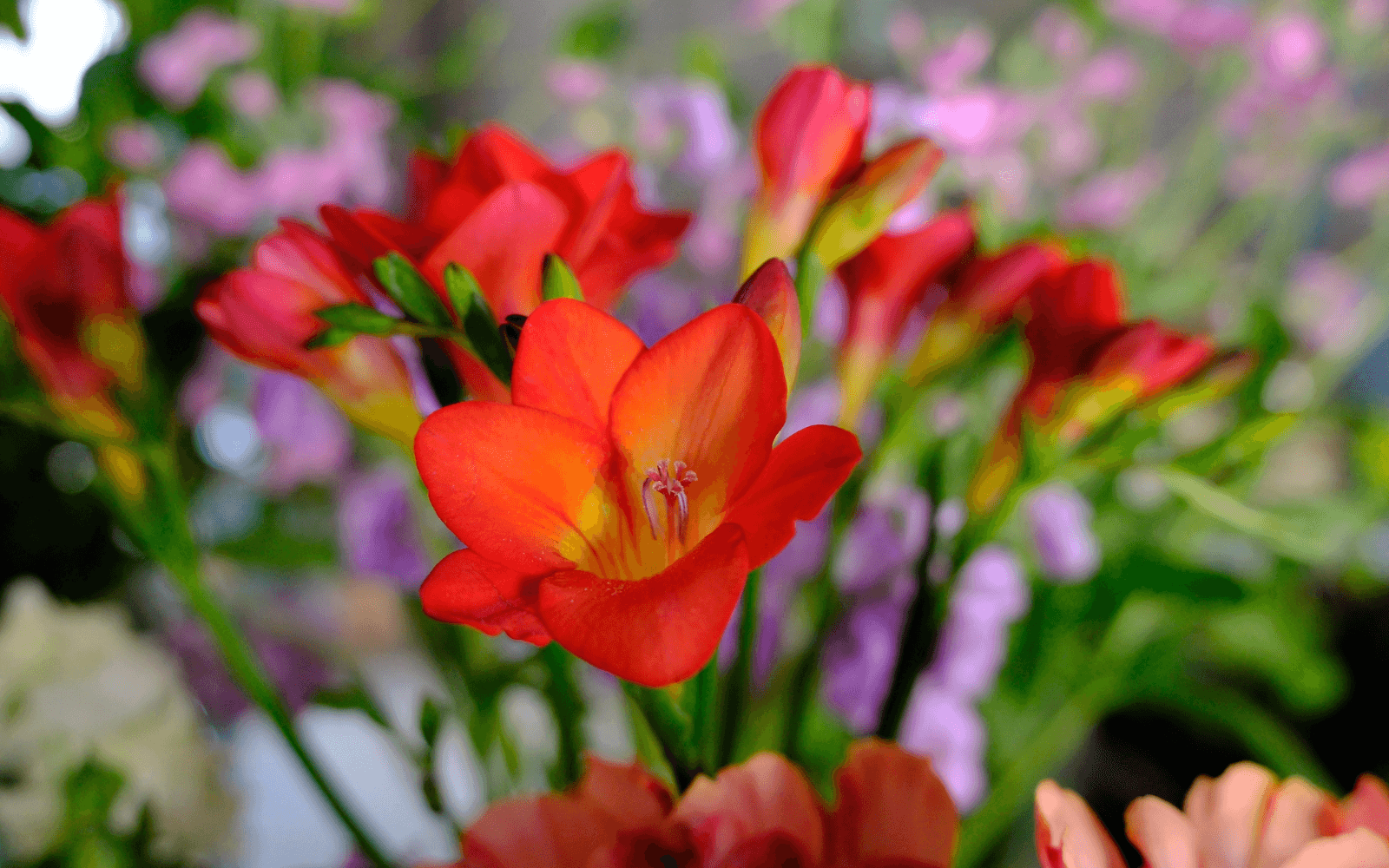 オンラインフラワーギフト